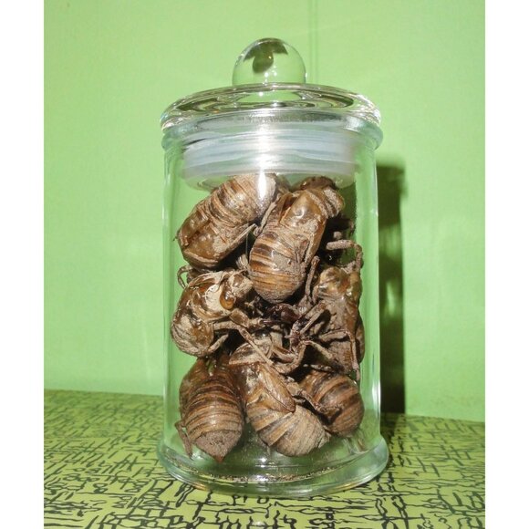 Glass Apothecary Oddity Jar with 13 Large Cicada Skins curiosity witchy goth - Picture 4 of 12